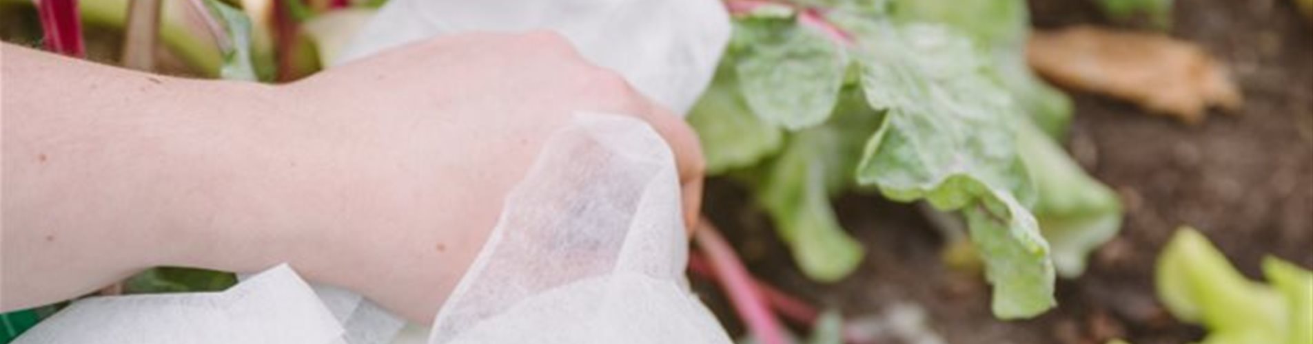 ladyvenom_bellaflora-286-0-244-719-404