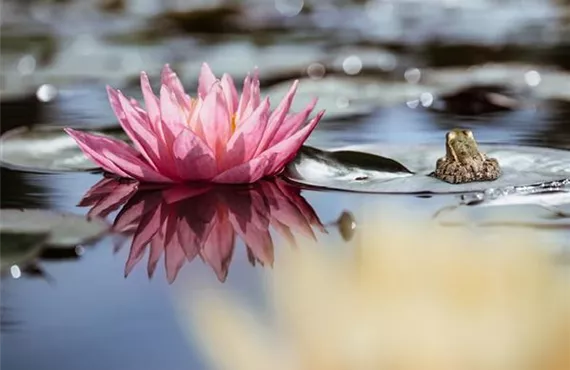Seerose im Wasser mit dem Frosch daneben auf einem Seerosenblatt