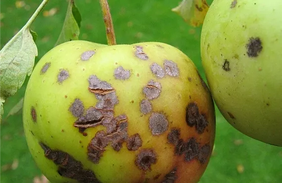Apfelschorf Fruchtschaden