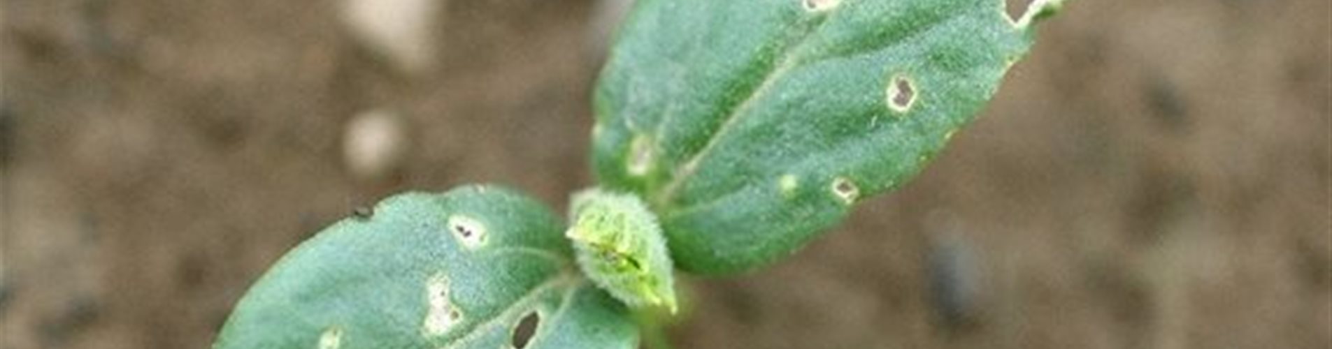 Schadbild Kugelspringer an Gurke