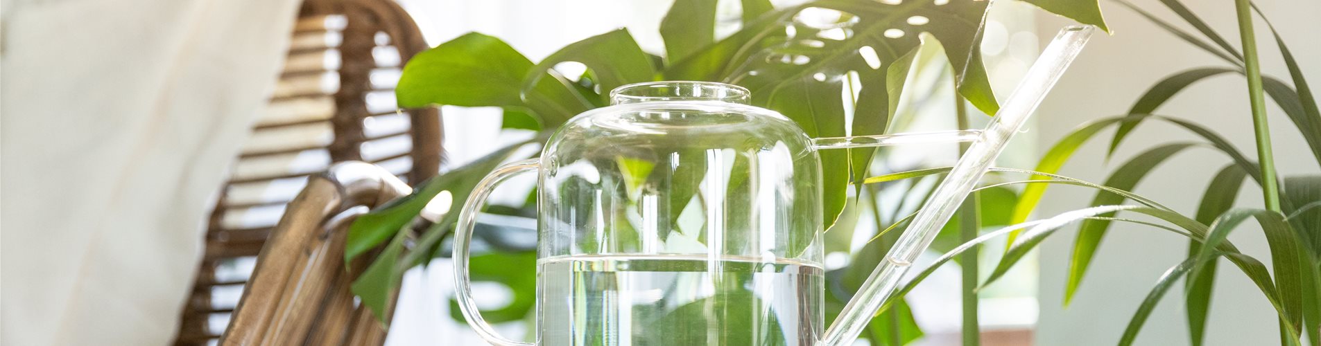 Jungle Ambiente - Gießkanne aus Glas