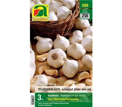 Allium sativum