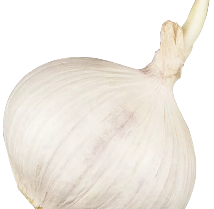Winterknoblauch