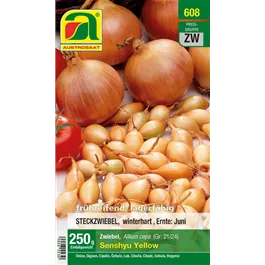 Allium cepa Senshyu Yellow