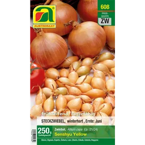 Allium cepa Senshyu Yellow