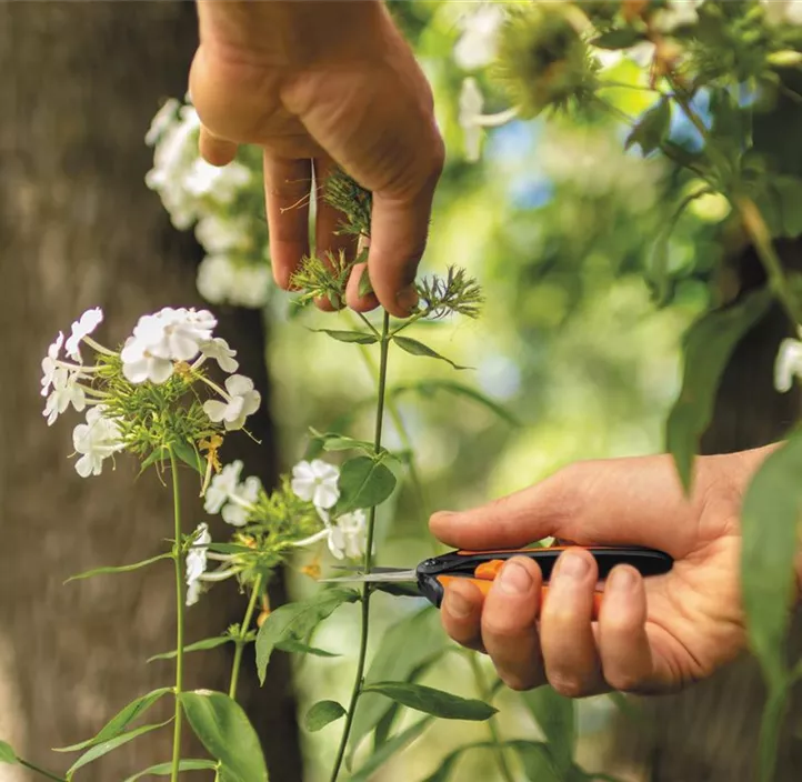 Gartenschere Solid Micro-Tip