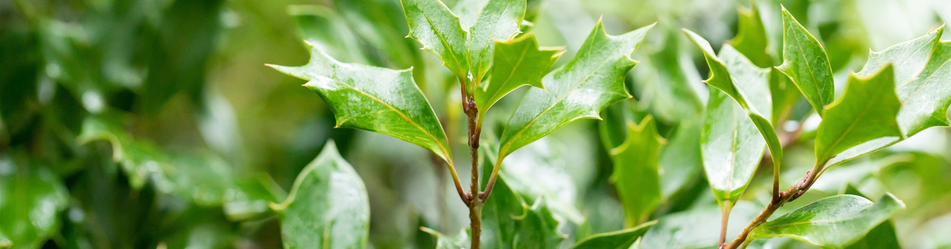 Osmanthus heterophyllus Schirmform Osmanthus heterophyllus Schirmform