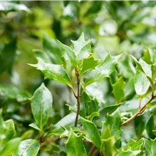 Immergrüne Sträucher & Pflanzen