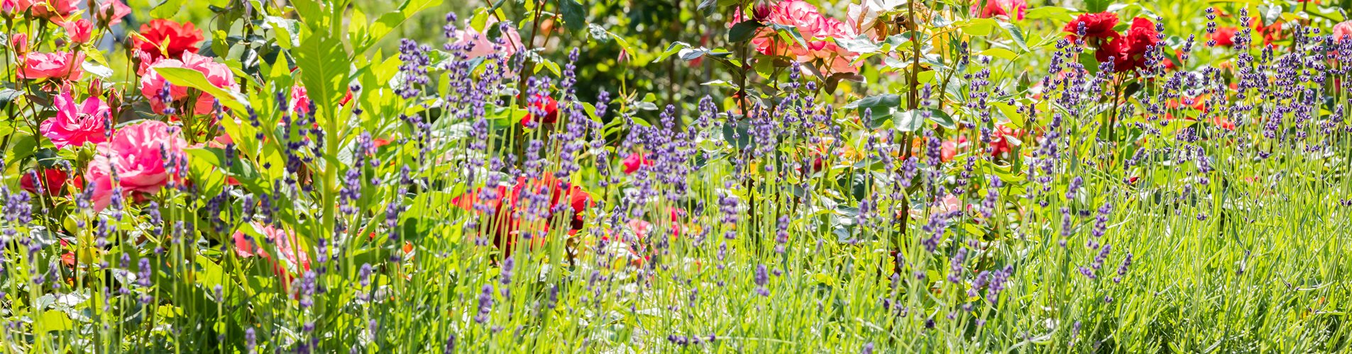 Rosenbeet mit Lavendel