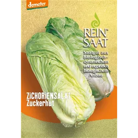 Zichoriensalat Zuckerhut