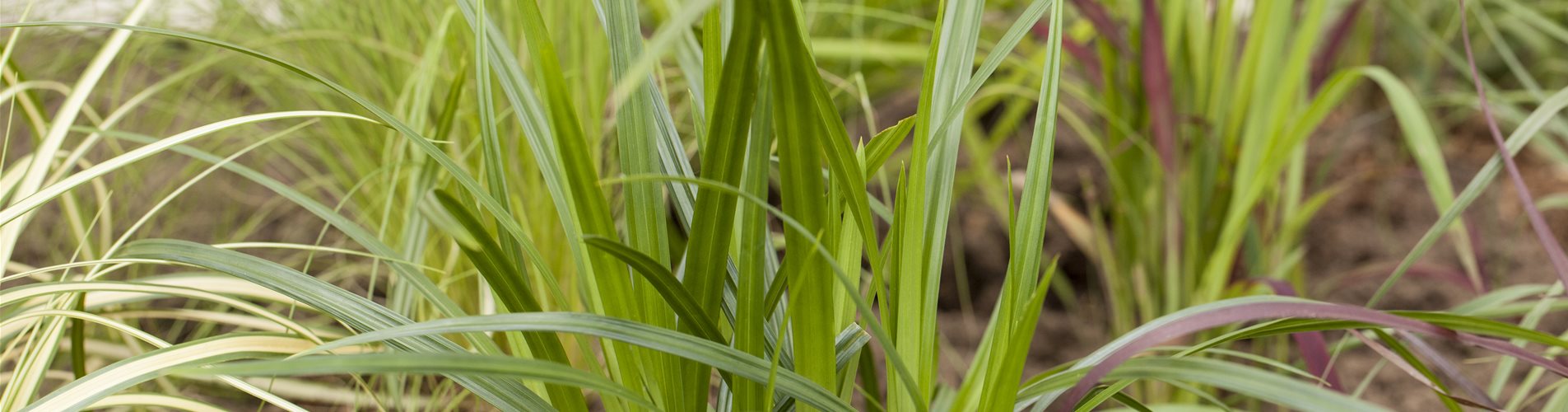 Carex morrowii ssp. foliosissima 'Irish Green'