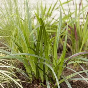Carex Irish Green