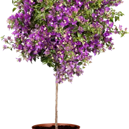 Bougainvillea glabra sanderiana Stamm