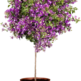 Bougainvillea glabra sanderiana Stamm