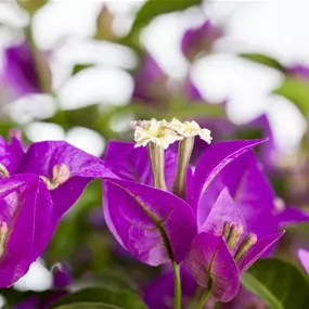 Bougainvillea glabra sanderiana Stamm