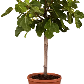 Ficus carica Stamm