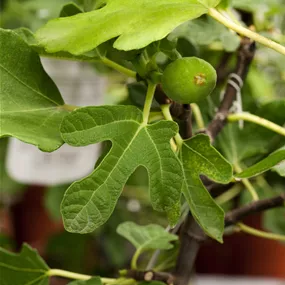 Ficus carica Stamm