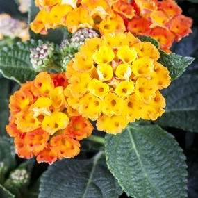 Lantana camara Busch