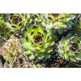 Sempervivum