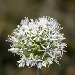 Allium senescens Compact white
