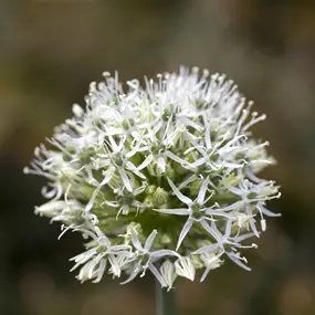 Allium senescens Compact white