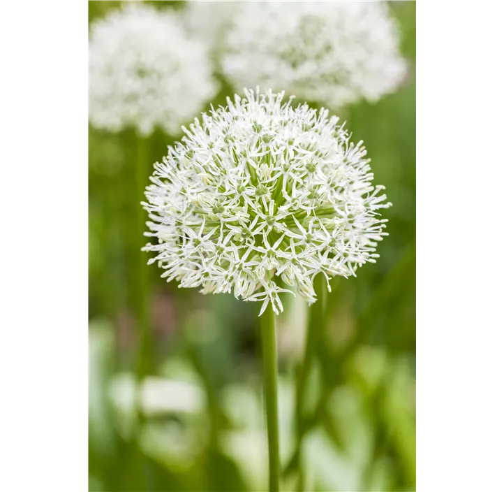 Ausdauernder Zierlauch