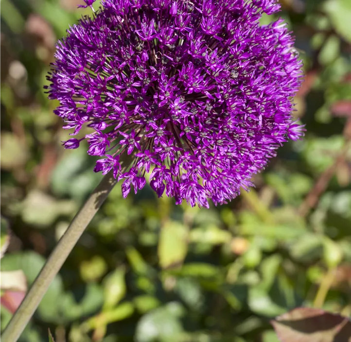 Ausdauernder Lauch 'Millenium', 17 cm