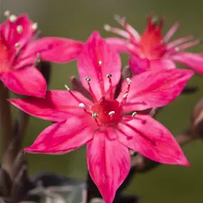 Graptopetalum tacitus bellus