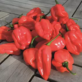 Capsicum chinense Habanero mild NuMex Suave Red