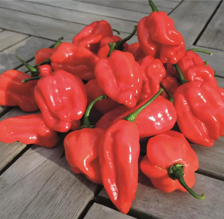 Chili 'NuMex Suave Red'