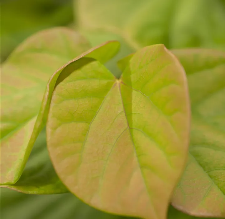 Judasbaum 'Avondale'