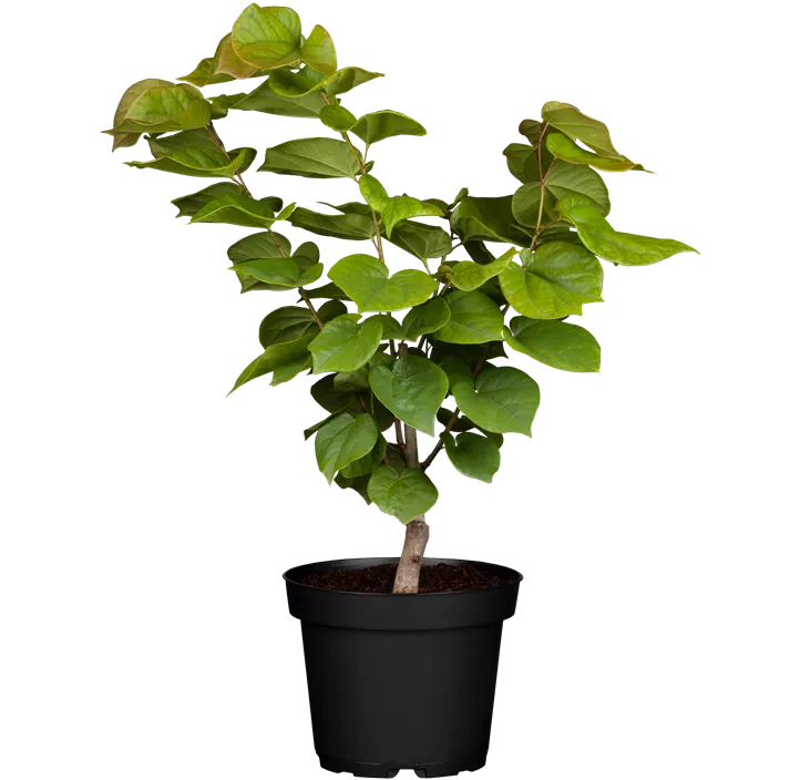 Judasbaum 'Avondale'