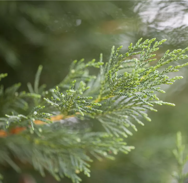 Leylandzypresse Spiralstamm