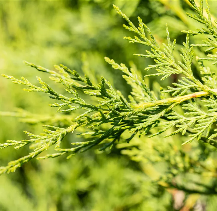 Leylandzypresse Spiralstamm