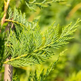 Cupressocyparis leylandii Halbstamm