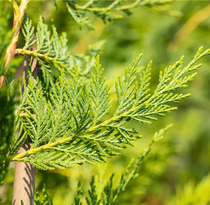 Leylandzypresse Spiralstamm