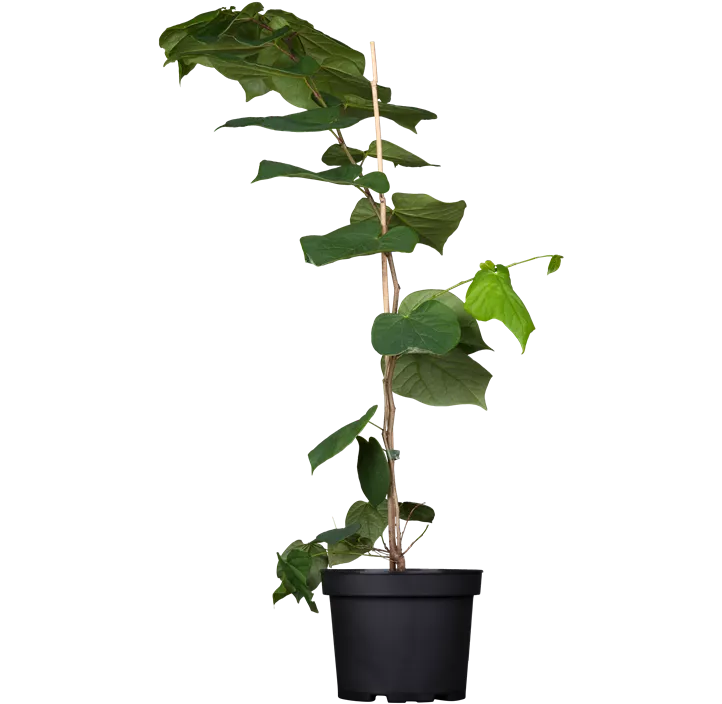 Judasbaum 'Avondale'