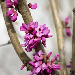 Cercis chinensis Avondale