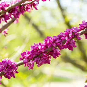Cercis canadensis Avondale