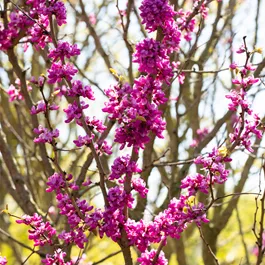 Cercis chinensis Avondale