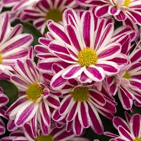 Chrysanthemum indicum Artist Armin