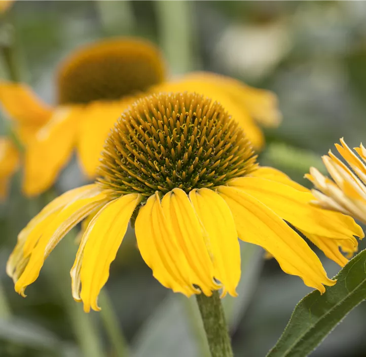 Sonnenhut sunseekers