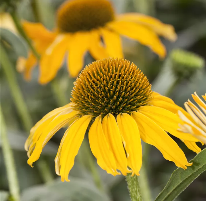 Sonnenhut sunseekers