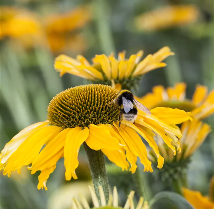 Sonnenhut sunseekers