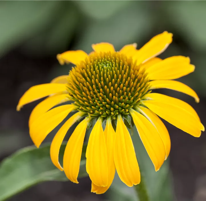 Sonnenhut sunseekers