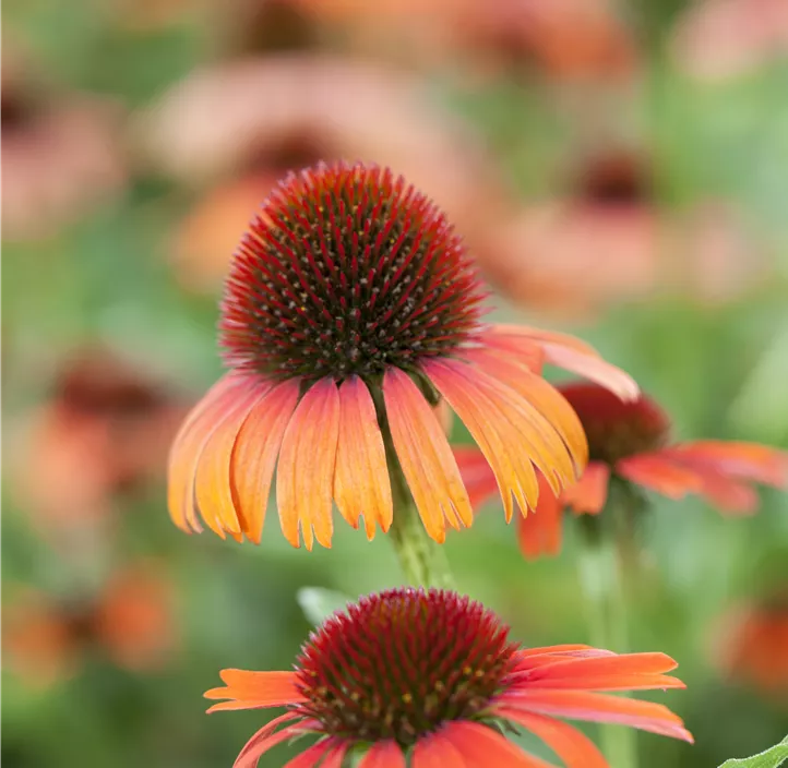 Sonnenhut sunseekers