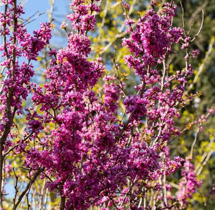 Judasbaum 'Avondale'