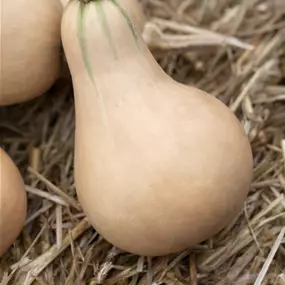 Cucurbita pepo Butternut