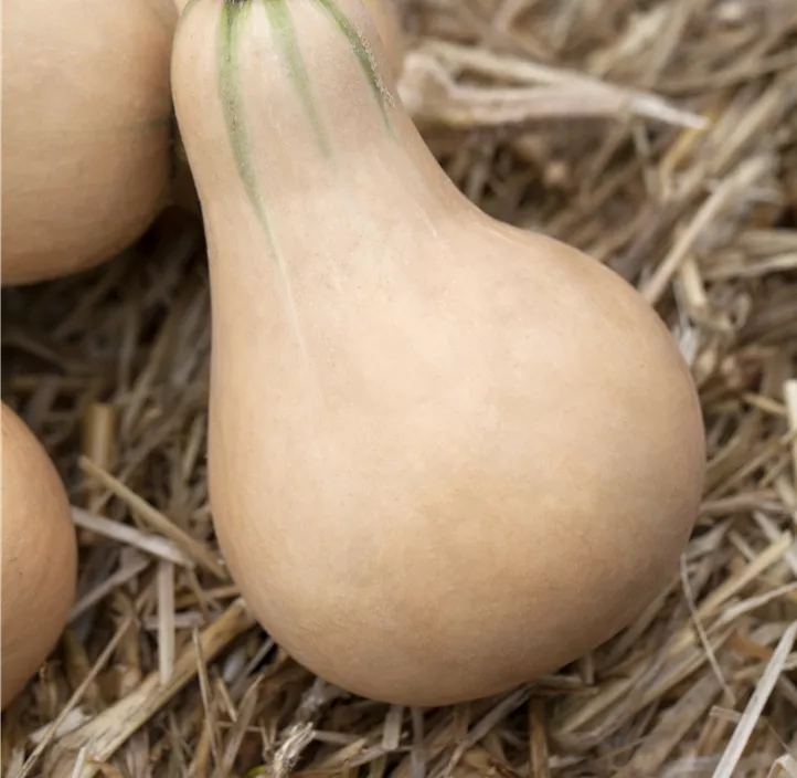 Moschus-Kürbis 'Butternut'
