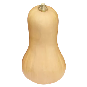 Cucurbita pepo Butternut